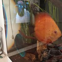 Pesci discus