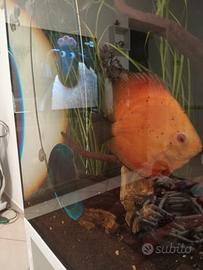 Pesci discus