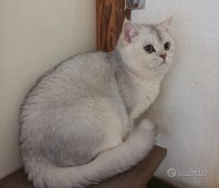 Accoppiamento British shorthair