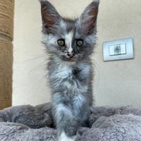 Cuccioli Maine Coon dolcissimi