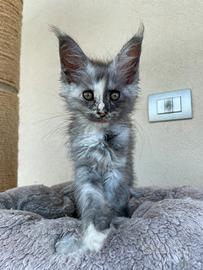 Cuccioli Maine Coon dolcissimi