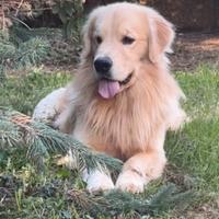 Golden Retriever Americano per monte