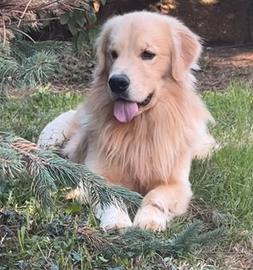 Golden Retriever Americano per monte