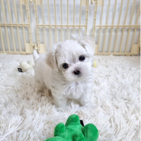 Cucciolo di maltese