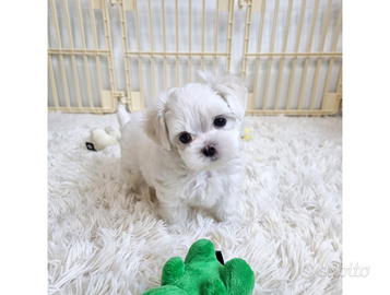 Cucciolo di maltese