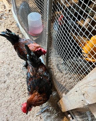 Galletti Marans nero ramati