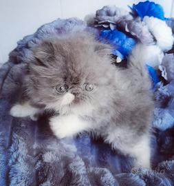 Cuccioli di Gatto Persiano