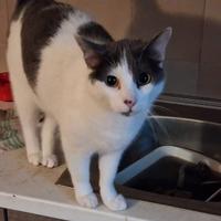 Adozione per Willy, diamogli una nuova casa