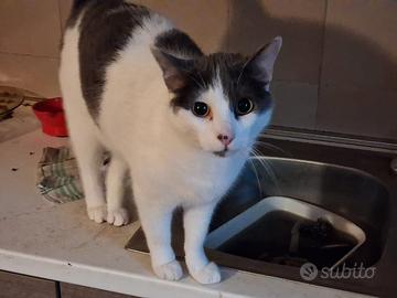 Adozione per Willy, diamogli una nuova casa