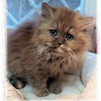 Gattini British Shorthair