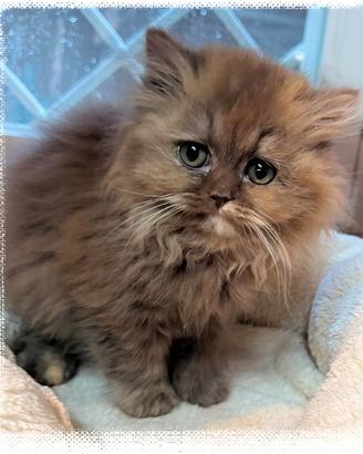 Gattini British Shorthair e Longhair