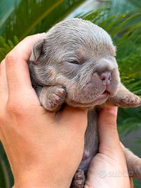 Bulldog francese