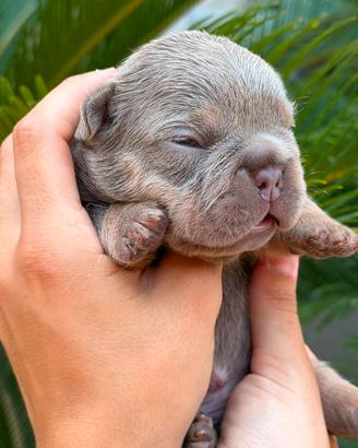 Bulldog francese