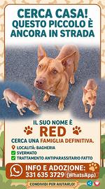 Splendido cagnolino