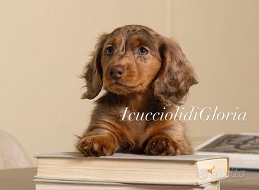 Bassotto arlecchino cioco meraviglioso