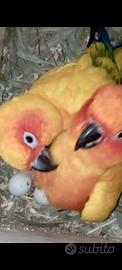 Conuro del sole
