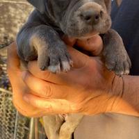 American bully abkc