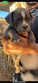 American bully abkc