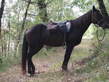 Cavallo mezza fida/vendita