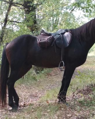 Cavallo mezza fida/vendita
