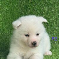 Akita inu con pedigree enci