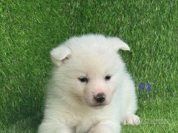Akita inu con pedigree enci