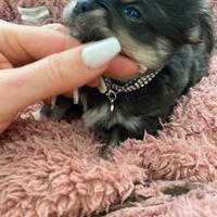 Chihuahua piccola blu