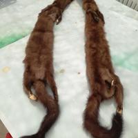 Visoni per collo