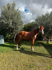 Cavallo dal salto