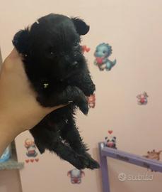 Barboncino X Pomerania Pomapoo