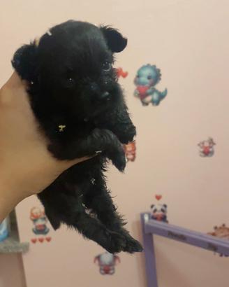 Barboncino X Pomerania Pomapoo