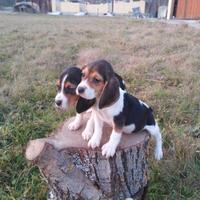 Beagle Elisabeth Tricolore