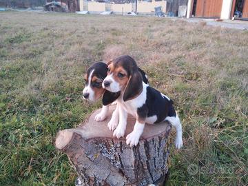 Beagle Elisabeth Tricolore