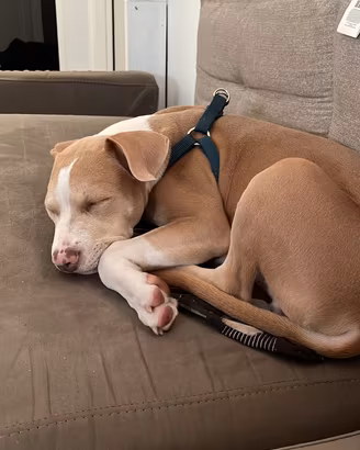 Cucciolo di pitbull