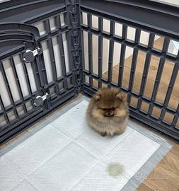 Spiz di pomerania