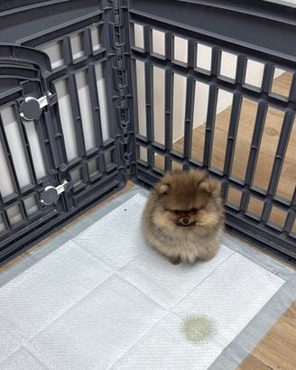 Spiz di pomerania