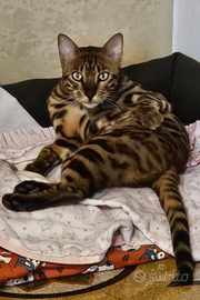 Bengala di un anno e mezzo