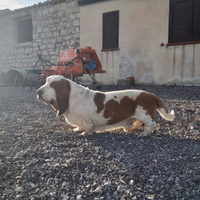 Bassethound per accoppiamento