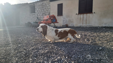Bassethound per accoppiamento