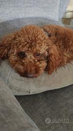 Barboncino nano maschio per accoppiamento