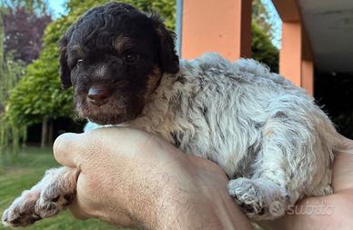 Cuccioli Lagotto Romagnolo