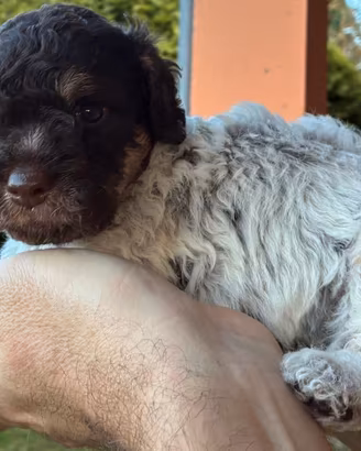 Cuccioli Lagotto Romagnolo