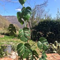 Monstera Deliciosa Stupenda- 140cm