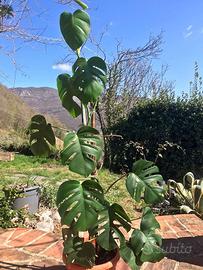Monstera Deliciosa Stupenda- 140cm