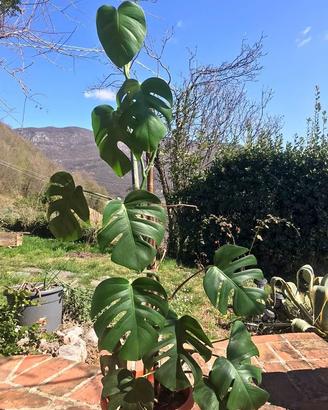 Monstera Deliciosa Stupenda- 140cm