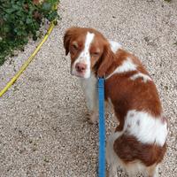 Cucciola Epagneul Breton di 1 anno dolce e buona