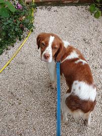 Cucciola Epagneul Breton di 1 anno dolce e buona