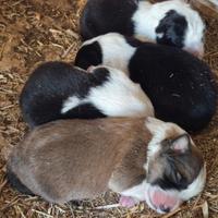 Cuccioli di Border collie