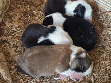 Cuccioli di Border collie