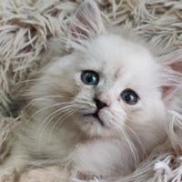 Gattina siberiana ipoallergenica